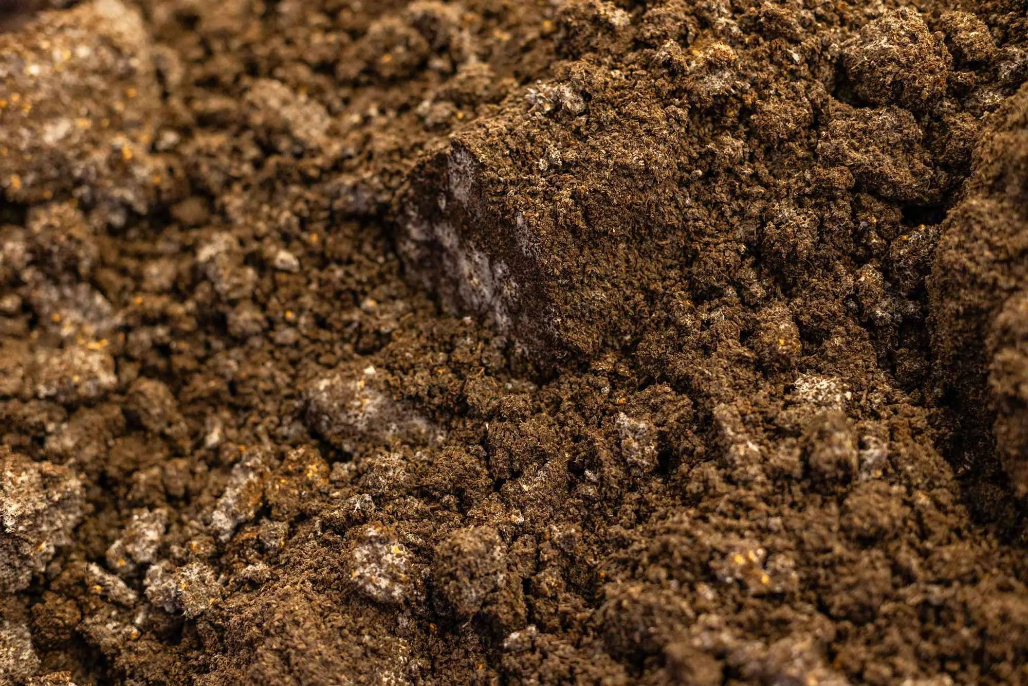Mycelium growing in the MyForest Foods farm