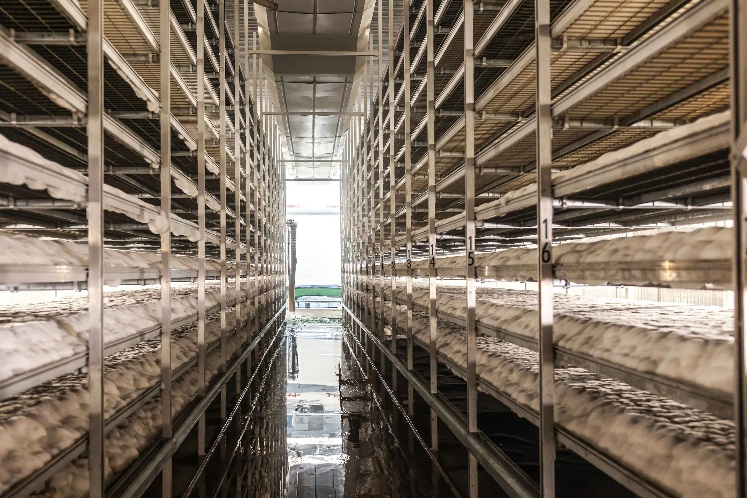 A photo of mycelium growing in our AirMycelium vertical farm