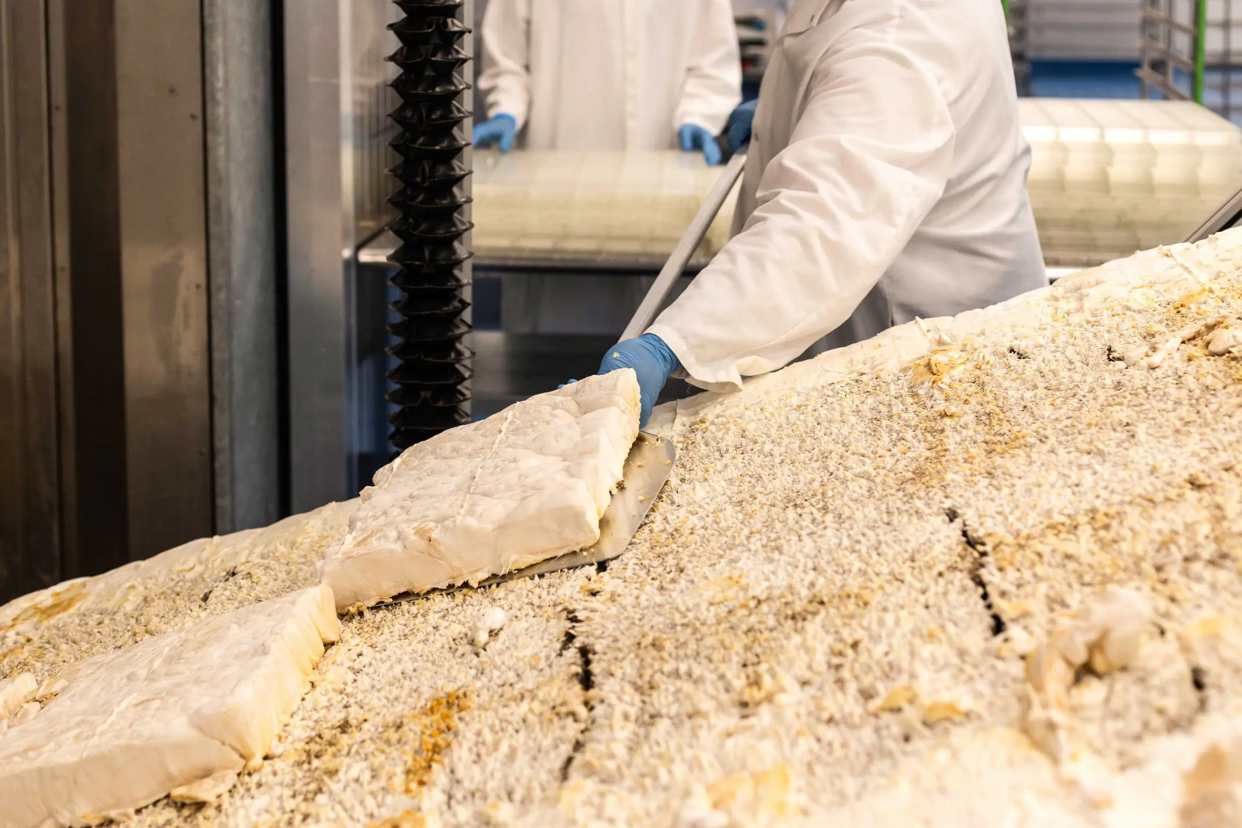Photo of a cut slab of mycelium, or mush belly, being harvested